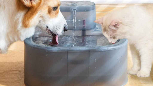 ¡Mantén a tus Mascotas Hidratadas en los Meses de Calor con Chilin!
